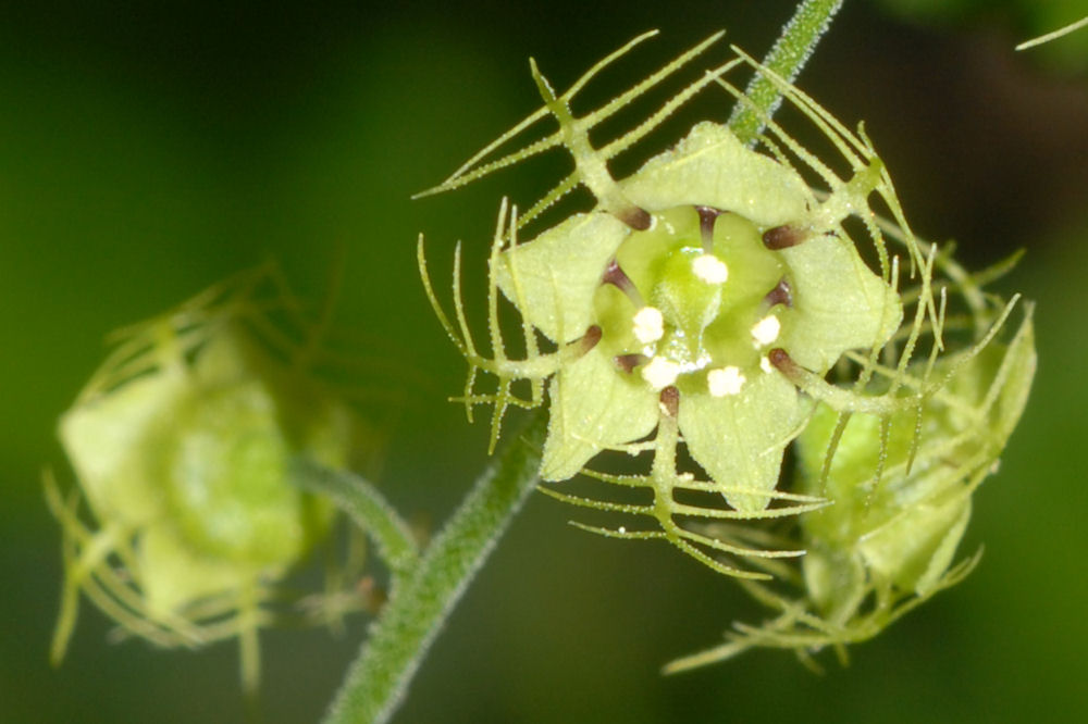 Leafy Mitrewort 