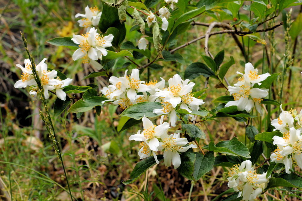 Lewis's Mock-Orange 