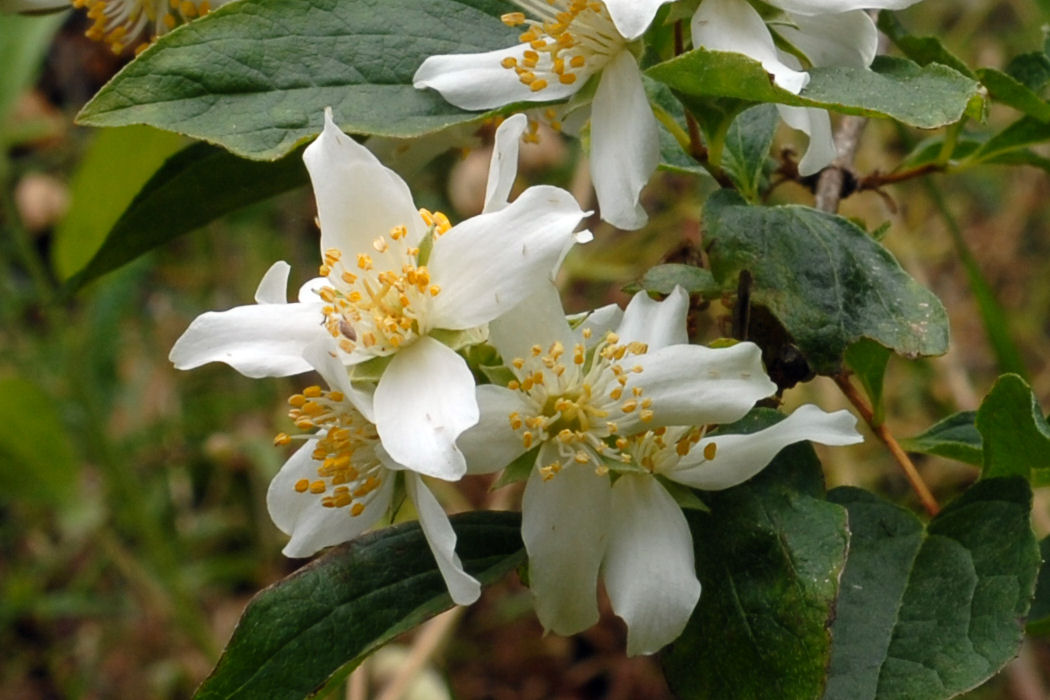 Lewis's Mock-Orange 