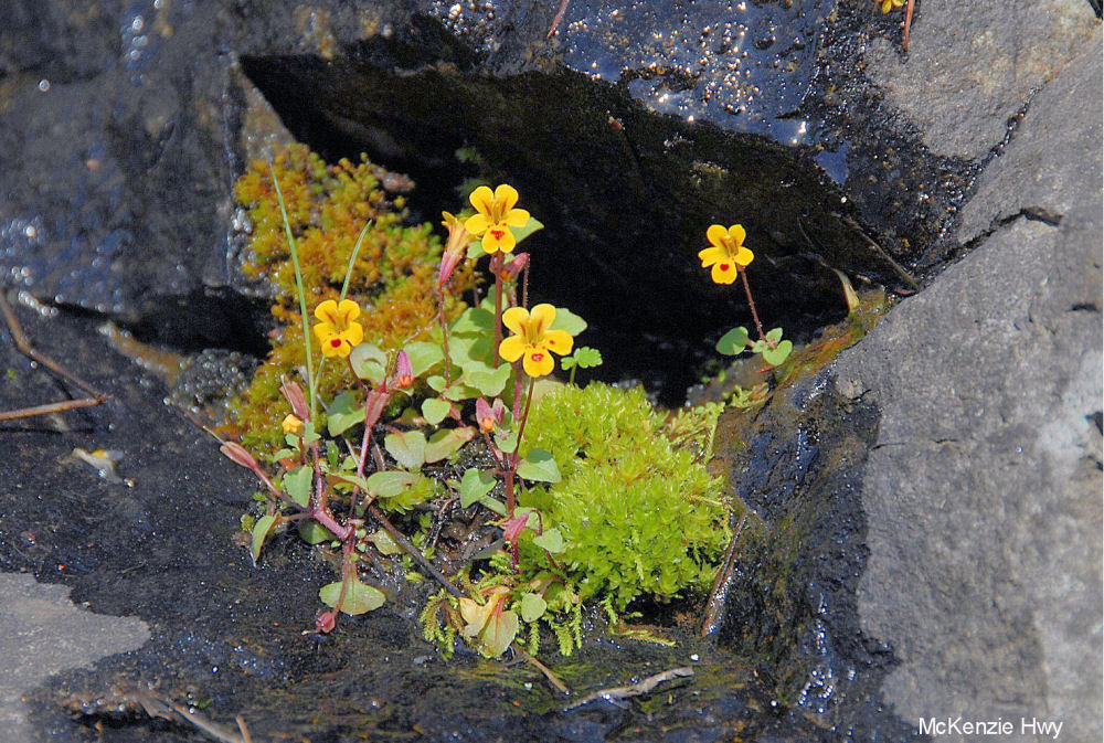 Chickweed Monkeyflower