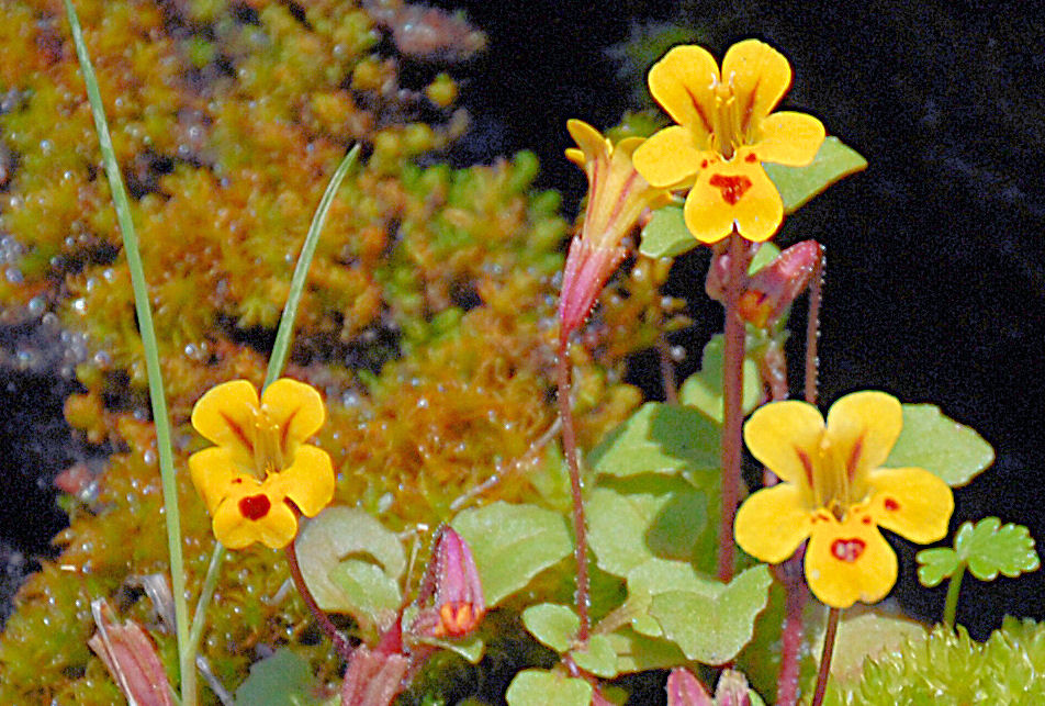 Chickweed Monkeyflower