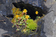 Monkeyflower, Chickweed