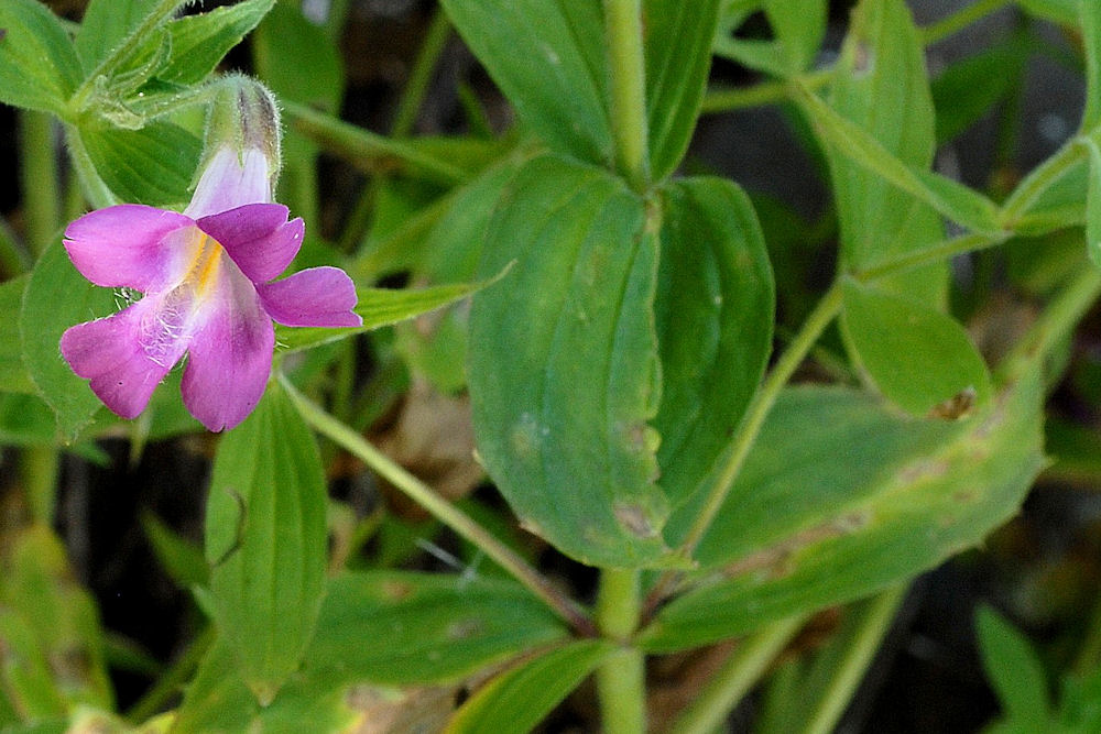 Lewis's Monkeyflowe 