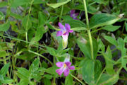 Monkeyflower, Lewis's