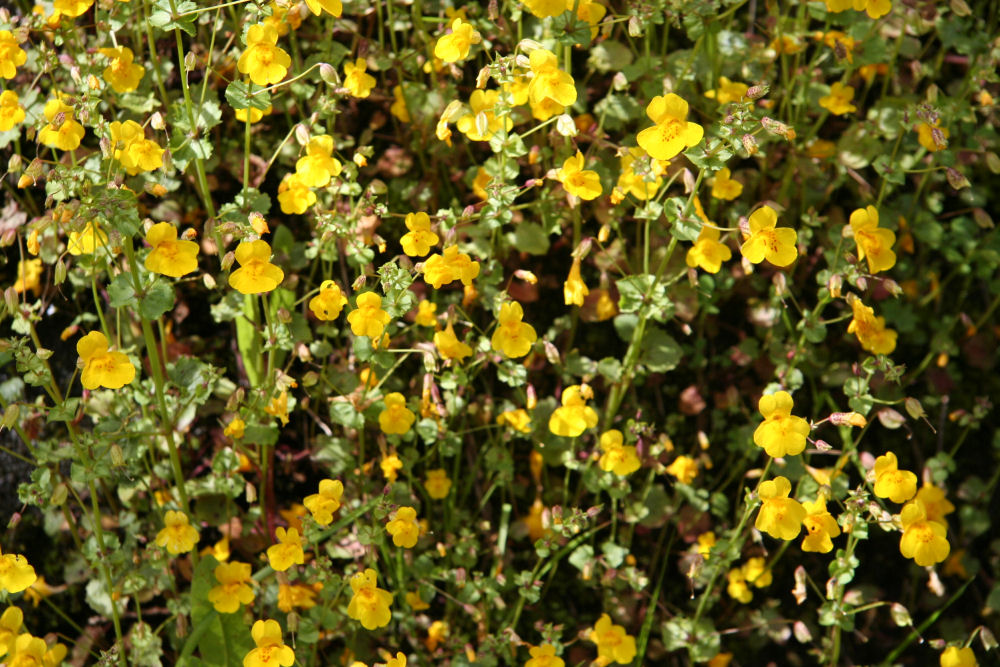 Mountain Monkeyflower