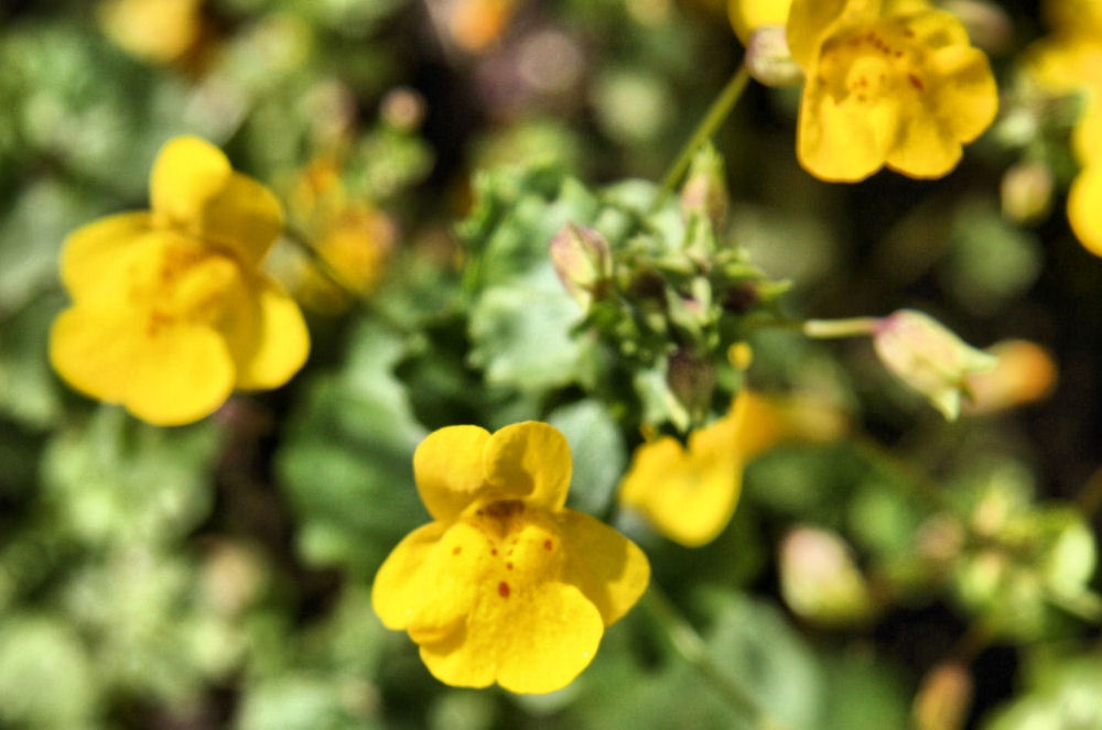 Mountain Monkeyflower