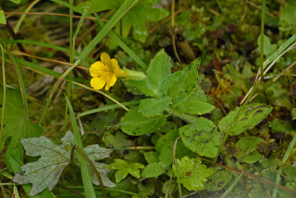 Musk Monkeyflower