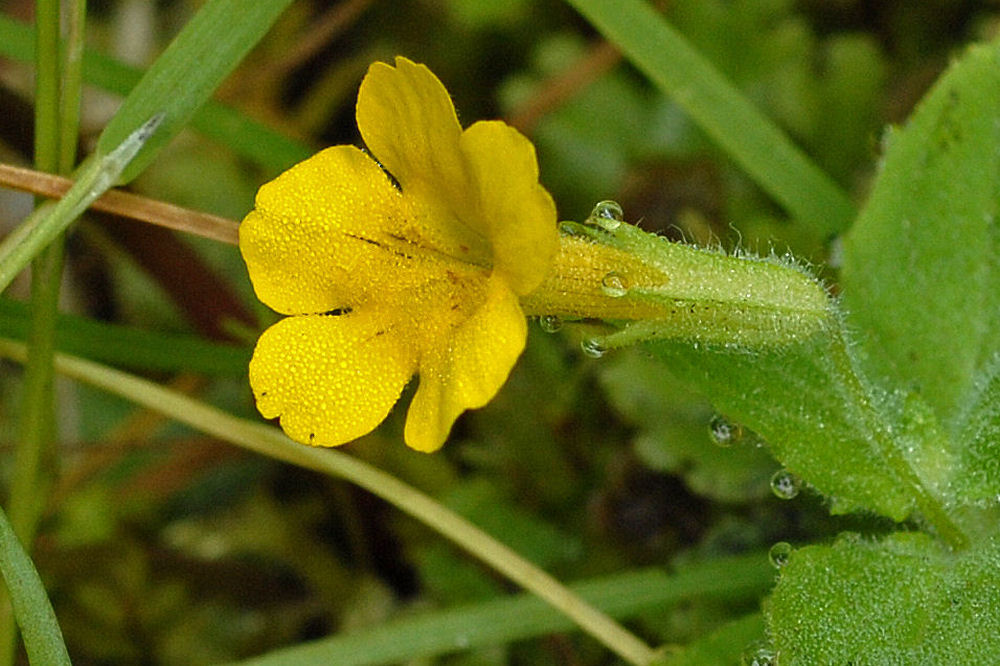 Musk Monkeyflower