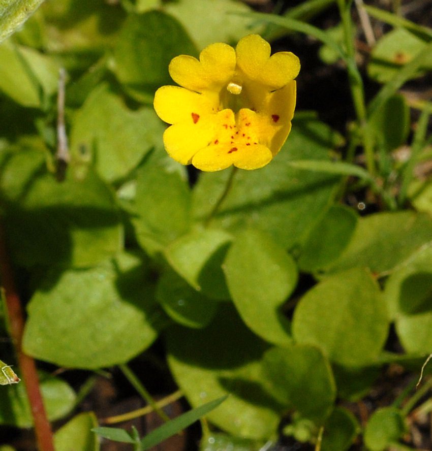 Primrose Monkeyflower