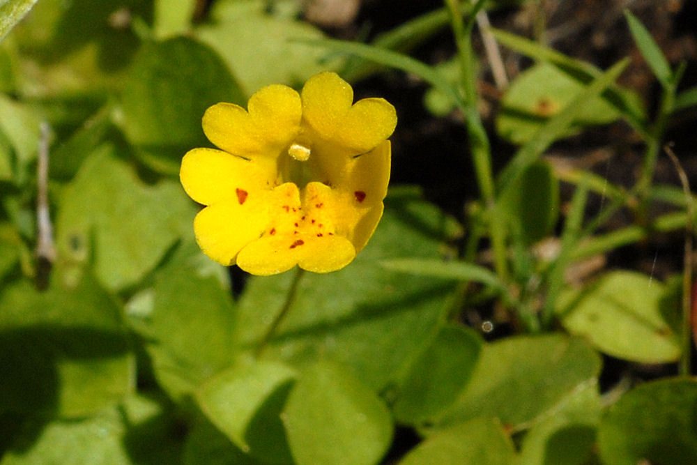 Primrose Monkeyflower