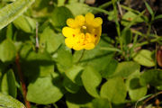 Monkeyflower, Primrose