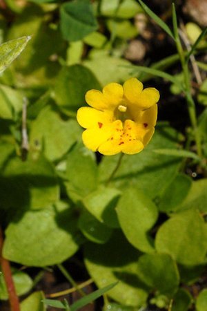 Primrose Monkeyflower