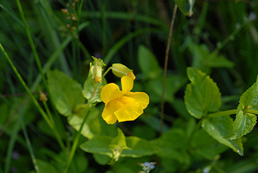 Seep Spring Monkeyflower Found in Oregon