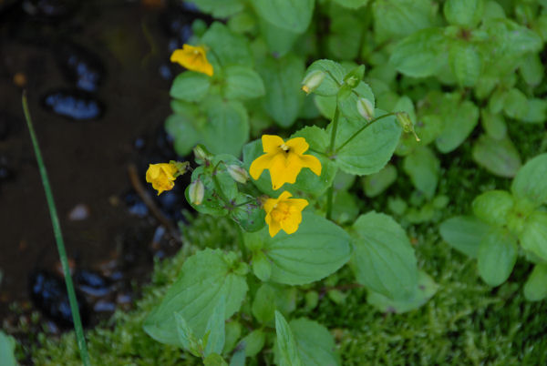 Seep-Spring Monkeyflower