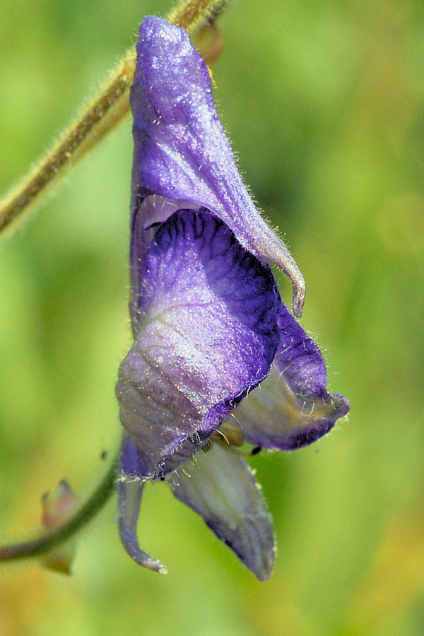 Monkshood Found in Oregon