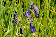 Monkshood