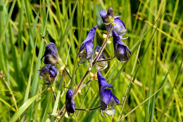 Monkshood