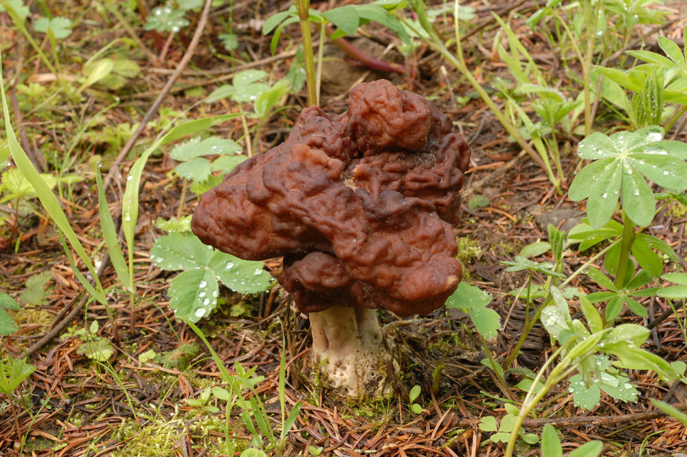 Umbrella False Morel Found in Oregon