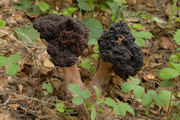 Morel, Umbrella False