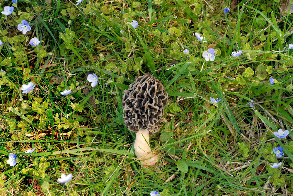 White Morel Found in Oregon