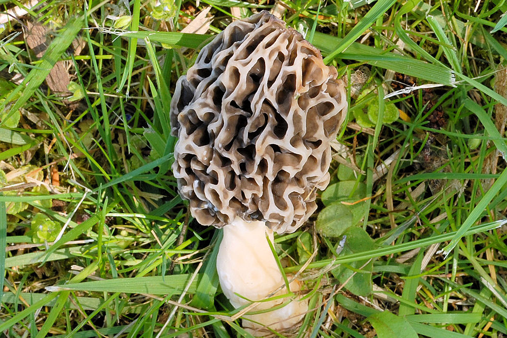 White Morel Found in Oregon