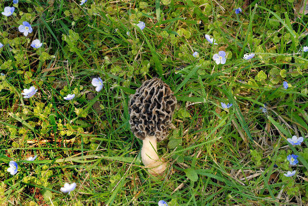 White Morel