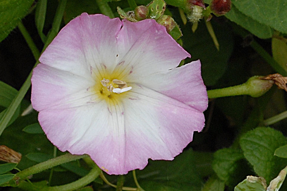 Western Morning Glory