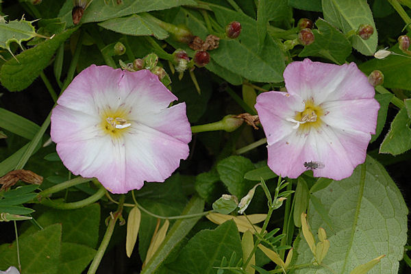 Western Morning Glory