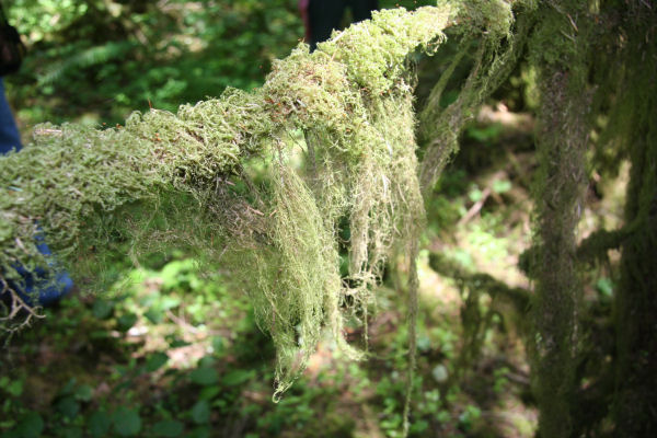 Cat-tail Moss