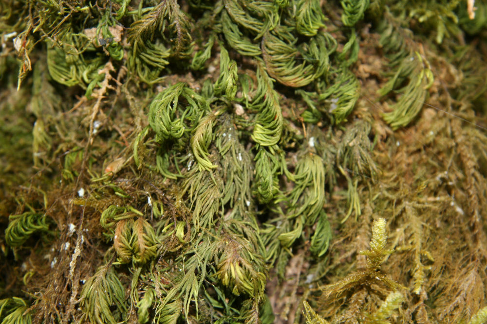 Plume Moss  - Wildflowers Found in Oregon