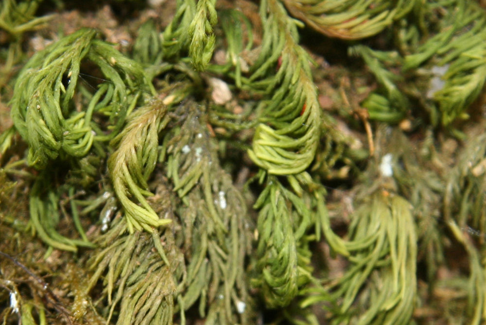 Plume Moss  - Wildflowers Found in Oregon