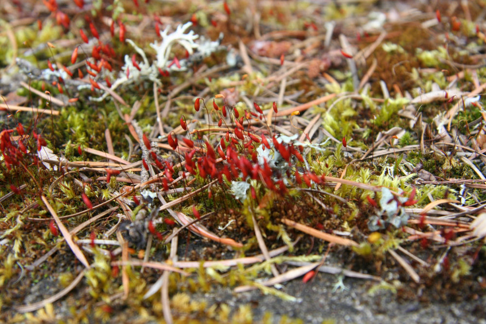 Red-Roof Moss  - Wildflowers Found in Oregon