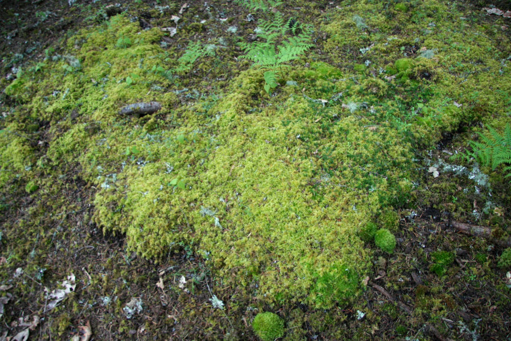Ribbed Bog Moss  - Wildflowers Found in Oregon