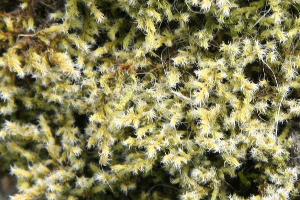 Roadside-rock Moss  - Wildflowers Found in Oregon