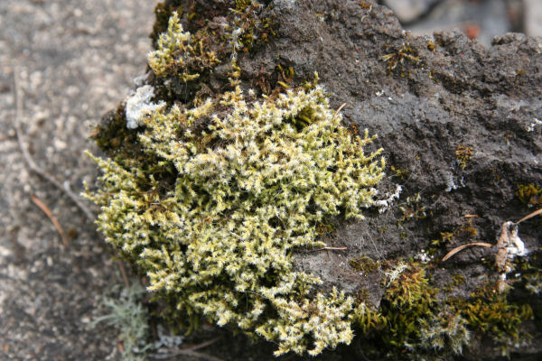 Roadside Rock Moss