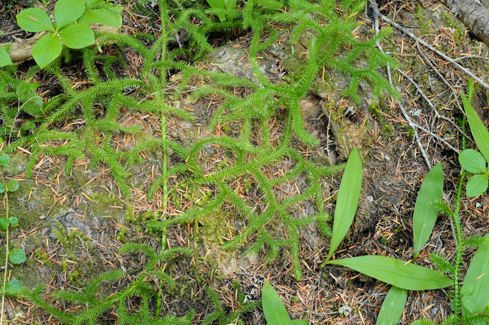 Running-Clubmoss  - Wildflowers Found in Oregon