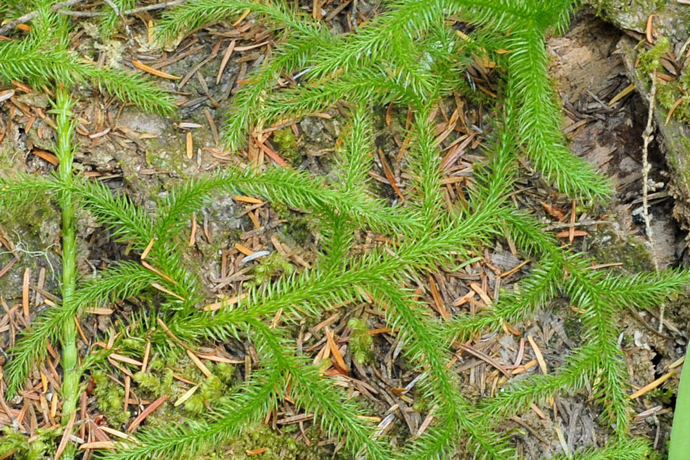 Running-Clubmoss  - Wildflowers Found in Oregon