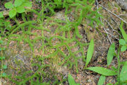 Moss, Running Clubmoss