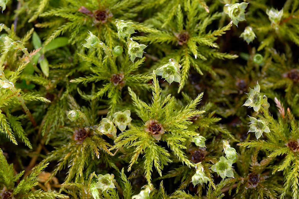 Tree Moss  - Wildflowers Found in Oregon