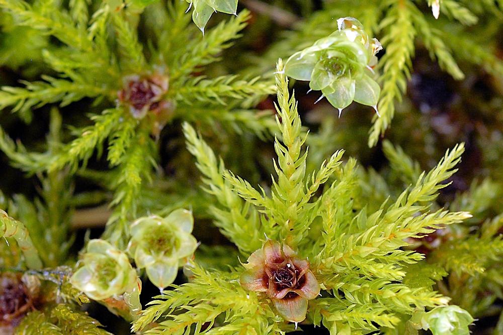 Tree Moss  - Wildflowers Found in Oregon