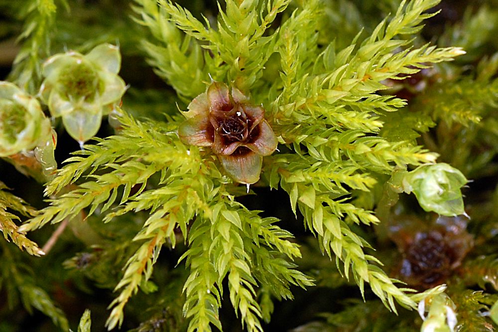 Tree Moss  - Wildflowers Found in Oregon