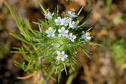 Mountain Navarretia