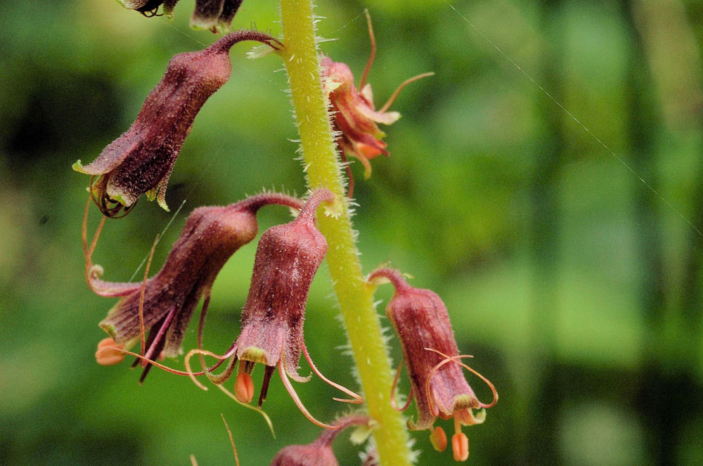 Mountainbells  - Wildflowers Found in Oregon