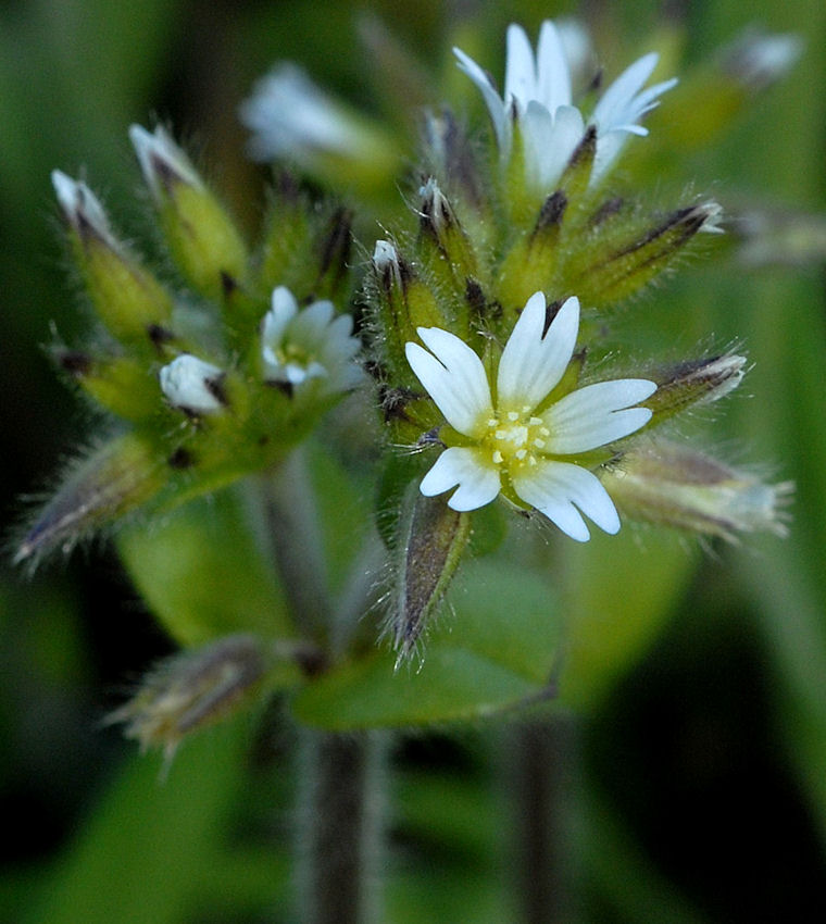 Large Mouse Ear  - Wildflowers Found in Oregon