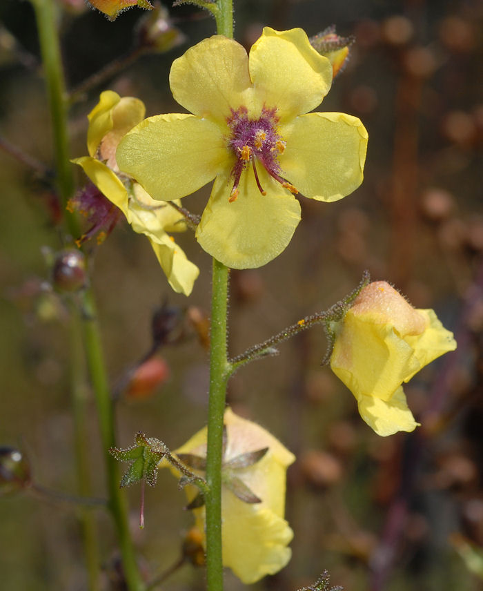  Moth Mullein  - Wildflowers Found in Oregon