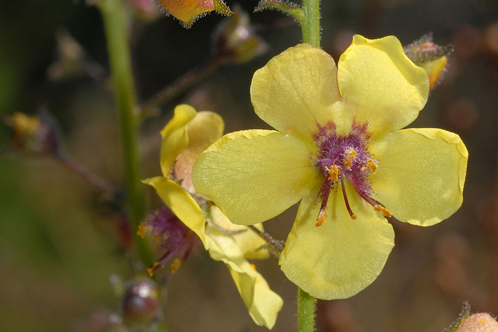  Moth Mullein  - Wildflowers Found in Oregon