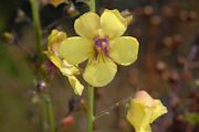 Mullein, Moth