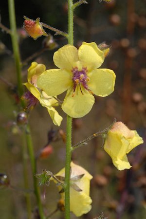  Moth Mullein