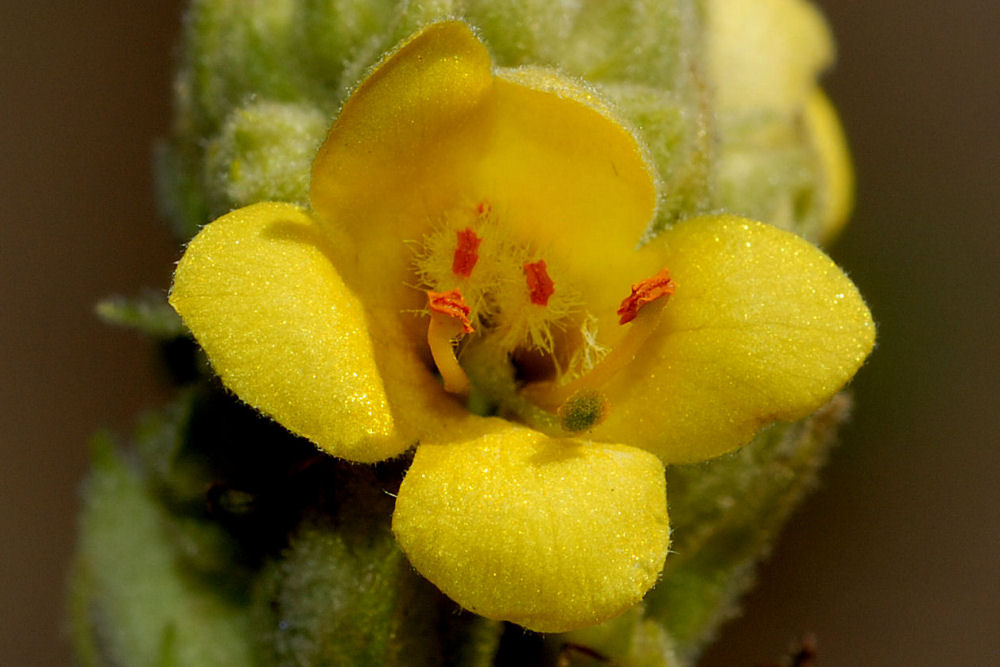 Wooly Mullein 