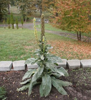 Wooly Mullein